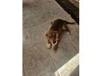 Adopt Princess Puppy a Basenji, Labrador Retriever