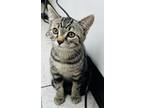 Adopt Syd a Domestic Short Hair