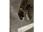 Adopt Bandida a Basenji, Labrador Retriever