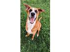 Adopt Livy a Shepherd