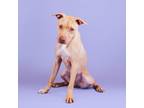Adopt Tasha a Pit Bull Terrier