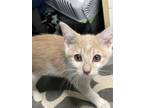 Adopt Tweety a Domestic Short Hair