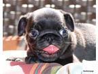 AKC Happy and Healthy Pug Puppies
