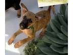 Adopt Nacho a German Shepherd Dog