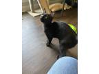 Adopt Rue a Domestic Short Hair