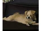 Adopt Snowy OS NV a Border Terrier