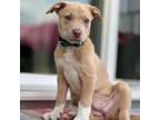 Adopt Shasta a Pit Bull Terrier