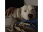 Adopt Charlie a Pit Bull Terrier