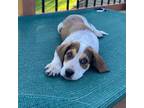Adopt Mai Tai a Cattle Dog