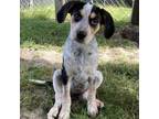 Adopt Sangria a Cattle Dog