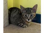 Adopt Star a Domestic Short Hair