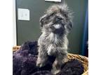Adopt Cupcake a Wirehaired Terrier, Shih Tzu