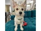 Adopt Jayda a Jack Russell Terrier, Wirehaired Terrier