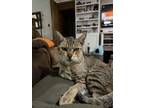 Adopt Kleo a Domestic Short Hair