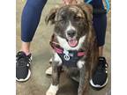 Adopt Pudge a Mixed Breed