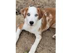 Adopt Reba Delta- K&K's a Australian Shepherd, Shetland Sheepdog / Sheltie