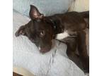 Adopt Aspen a Black Labrador Retriever, Pit Bull Terrier