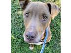 Adopt Cocoa a Chocolate Labrador Retriever, Mixed Breed