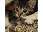 Adopt Bella a Domestic Short Hair