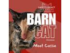 Adopt Cassie a Domestic Medium Hair