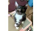 Adopt Lilo a Domestic Short Hair