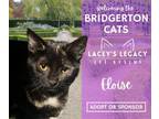 Adopt Eloise a Domestic Short Hair