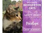 Adopt Penelope a Domestic Short Hair