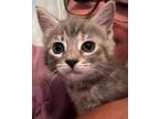 Adopt Luci a Domestic Short Hair