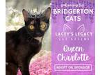 Adopt Queen Charlotte a Domestic Short Hair