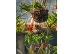 Adopt Barn cat - BOOTS a Domestic Short Hair