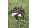 Adopt Princess Peach a American Staffordshire Terrier, Rat Terrier