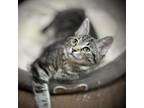 Adopt Poppy a Domestic Medium Hair