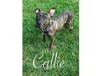 Adopt Callie a Pit Bull Terrier, Boxer