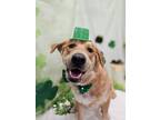 Adopt Lucy a Golden Retriever