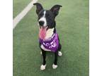 Adopt Dory a Basenji, Mixed Breed