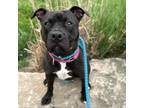Adopt Cinisi a American Staffordshire Terrier