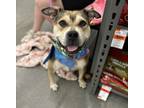 Adopt Corrine a American Staffordshire Terrier, Mixed Breed