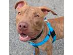 Adopt Cap'n Reginald Atwater a Pit Bull Terrier