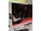 Adopt Golden a Domestic Short Hair