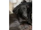 Adopt Gary a Labrador Retriever, Mixed Breed