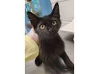 Adopt Figaro a Domestic Medium Hair, Domestic Short Hair