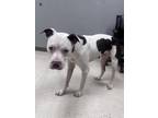 Adopt Cook a Pit Bull Terrier, Mixed Breed
