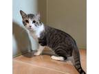 Adopt ZEUS a Domestic Short Hair