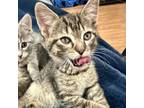 Adopt Truffle a Domestic Short Hair