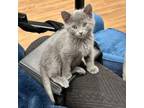 Adopt Granite a Domestic Short Hair