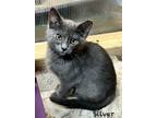Adopt Silver #4 (Weiler #12) a Domestic Short Hair