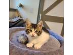Adopt Reuben a Domestic Short Hair