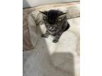 Adopt Jalapeno (Jazmine Kitten #4) a Domestic Short Hair
