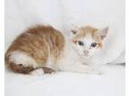 Adopt Papaya a Domestic Short Hair
