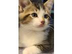 Adopt Rowan a Domestic Short Hair